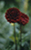 red flowers