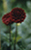 red flowers